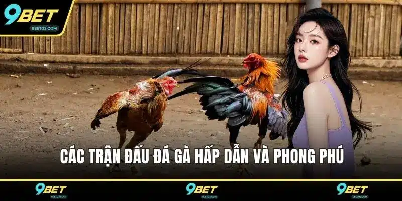 Các trận đấu đá gà hấp dẫn và phong phú