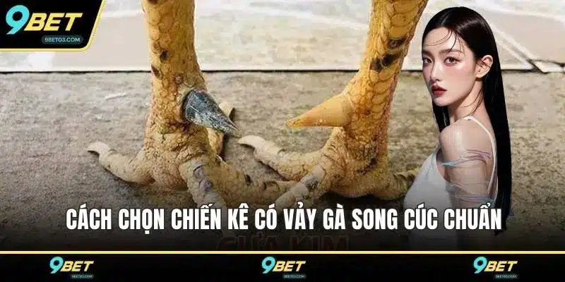 Cách chọn chiến kê có vảy gà song cúc chuẩn