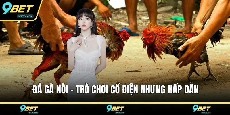 Đá gà nòi - Trò chơi cổ điện nhưng hấp dẫn