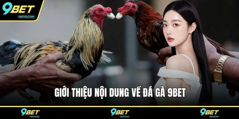 Giới thiệu nội dung về đá gà 9BET